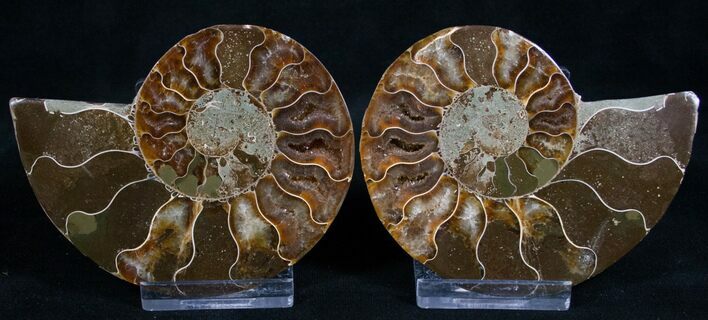 Cut and Polished Ammonite Pair #8411